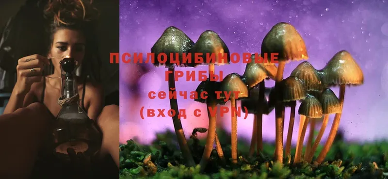 цены   Верхнеуральск  Галлюциногенные грибы Cubensis 